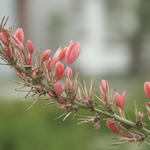 pink flowers 2 a.jpg