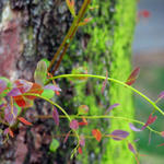 Just a mossy tree...