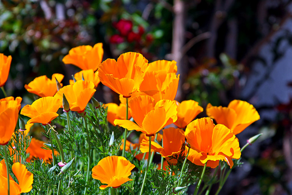 Poppies?