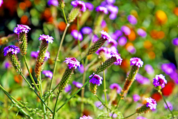 Baby purple flowers