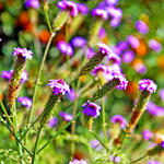 Baby purple flowers