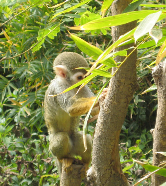 Squirrel Monkey