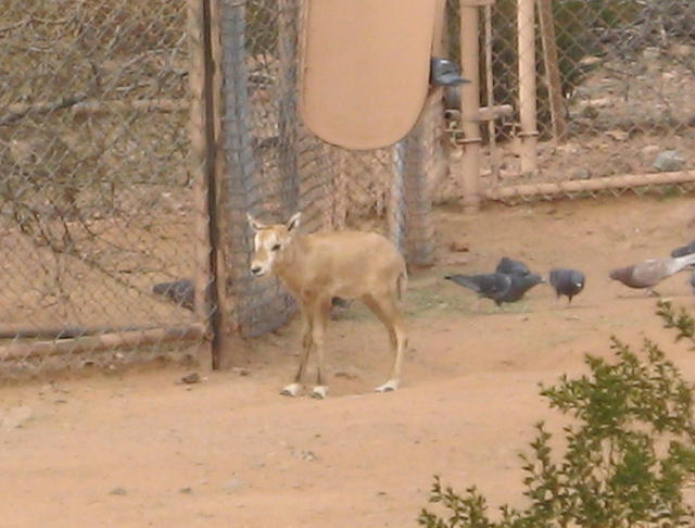 Oryx 3 days old. I want 'em!