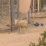 Oryx 3 days old. I want 'em!