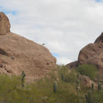 WOW! Bighorn Sheep