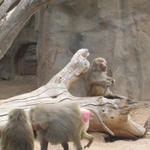 Baboon!! Playful lil' guys!