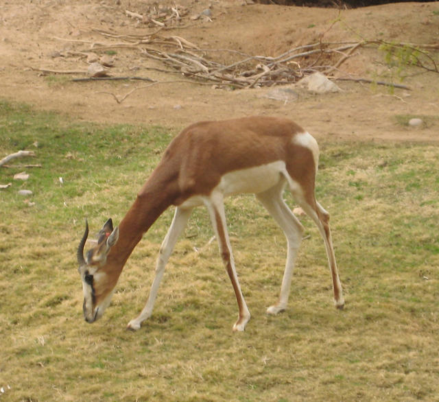 Itty Bitty Mhorr's Gazelle