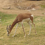 Itty Bitty Mhorr's Gazelle