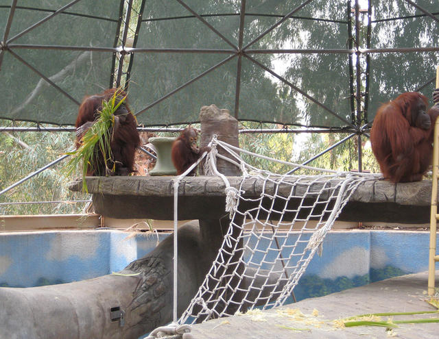 The Orangutans...3 generations