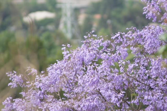 Wild Flowers