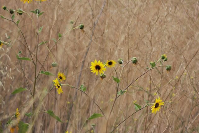 Wild Sunflowers