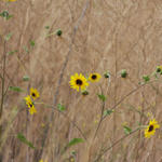 Wild Sunflowers