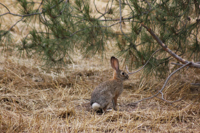 Hiking Buddy in San Dimas Canyon