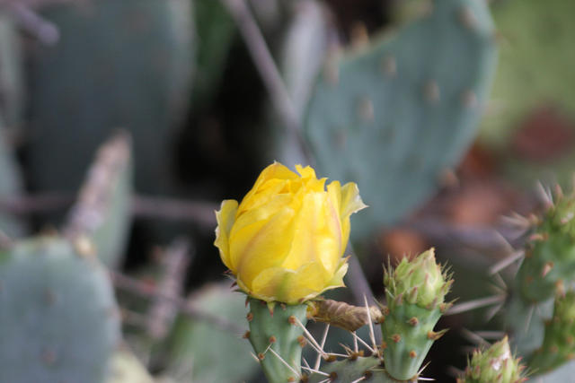 Cactus Flower