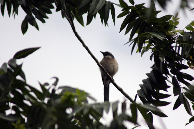 Bird in a hike (well the bird wasn't on a hike but we were!)