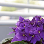 African Violet