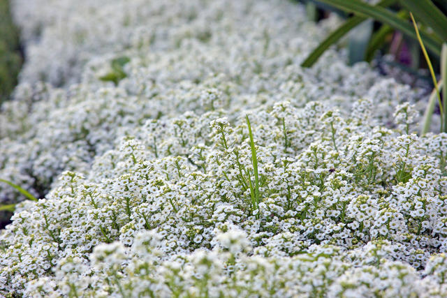 Those little white flowers....