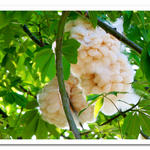 cotton tree 2.jpg