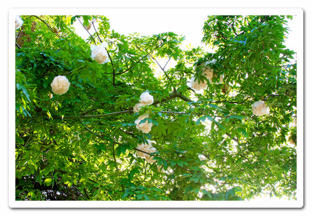 cotton tree.jpg