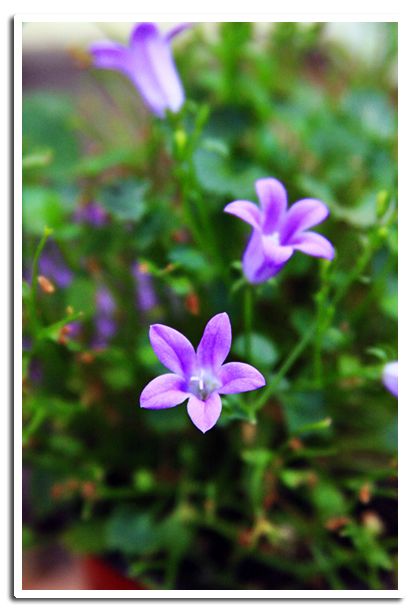 Itty bitty purple flowers