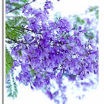 Love this "purple flower tree"