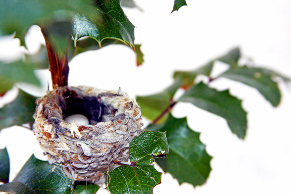 Hummingbird nest and eggs