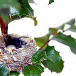 Hummingbird nest and eggs