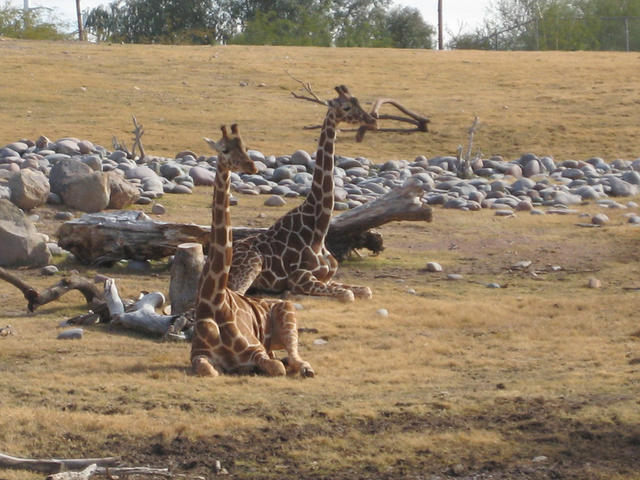 Giraffes. I want 'em!