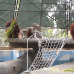 The Orangutans...3 generations