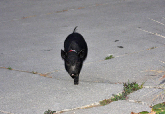 We meet "PIG" in a cold, dark alley.