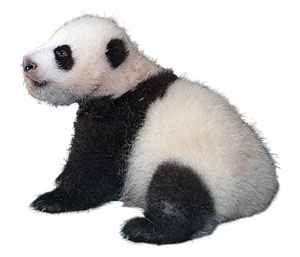 panda