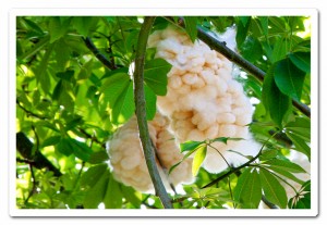 cotton-tree-2