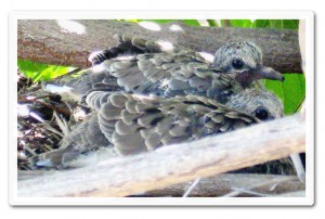 dove-family