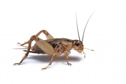 crickets11.jpg